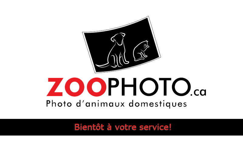 Zoophoto.ca Votre studio de photographie animal à Montréal.